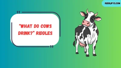 “What Do Cows Drink?” Riddles